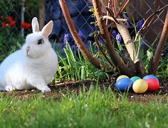 Image result for Bunny Rabbit Art