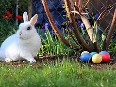 Image result for White Bunny Pics