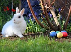 Image result for Baby Bunny in Grass