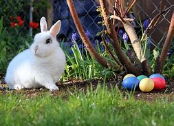 Image result for Easter Bunny Writing Paper
