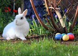 Image result for Cards to Print of Easter Bunnies