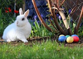 Image result for Free Knitted Easter Bunny Pattern
