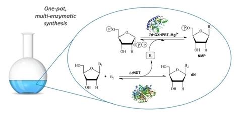 One-Pot Multi-Enzymatic Production of Purine Derivatives with ...