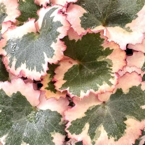 Strawberry Begonia Care: How To Grow Saxifraga Stolonifera