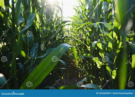 Green Field of Young Corn Under the Sunlight Stock Photo - Image of ...
