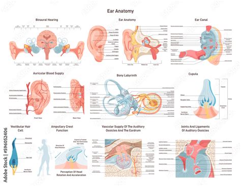 Image result for How the Ear Works