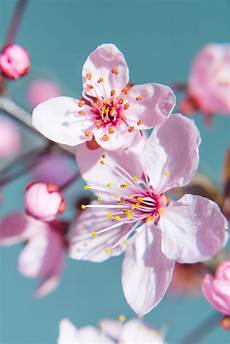 fior di ciliegio free images nature branch fruit petal food produce fior di ciliegio free images nature branch fruit petal food produce