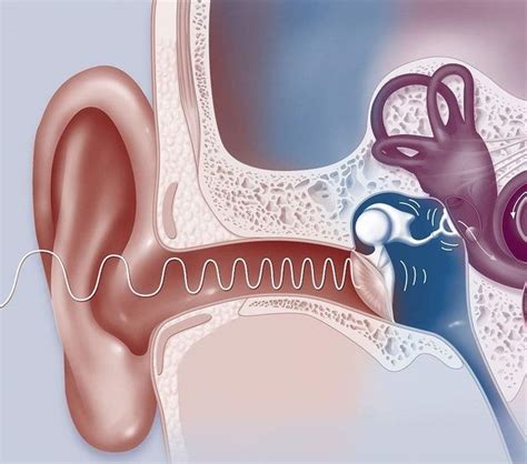 解秘：人耳具体是如何听到声音的？ - 知乎