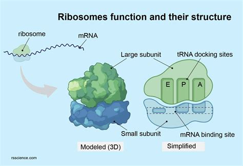 Image result for Ribosomes Structure and Function