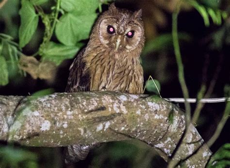 21 Different Types of Owls You Should Know - Pets Hyme