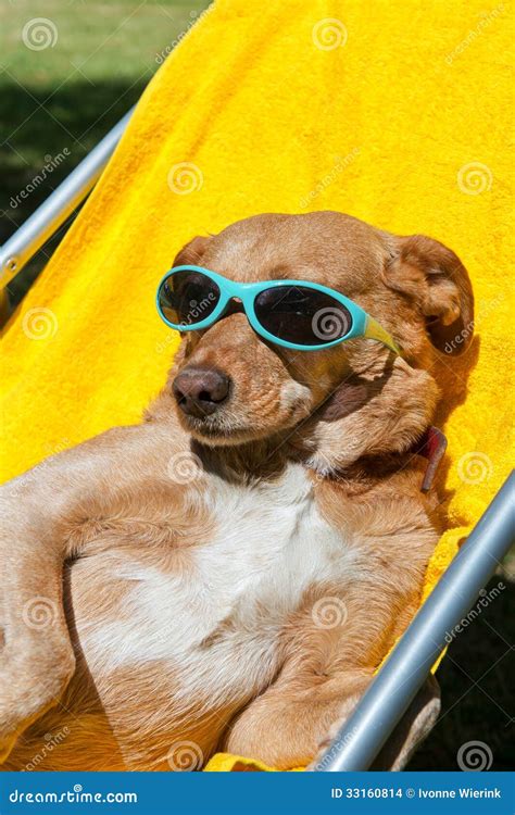 Dog taking sun bath stock photo. Image of grass, camping - 33160814