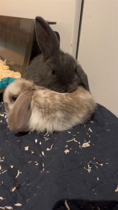 What’s better than 2 rabbits? A whole family of rabbits : r/Rabbits - family of rabbit