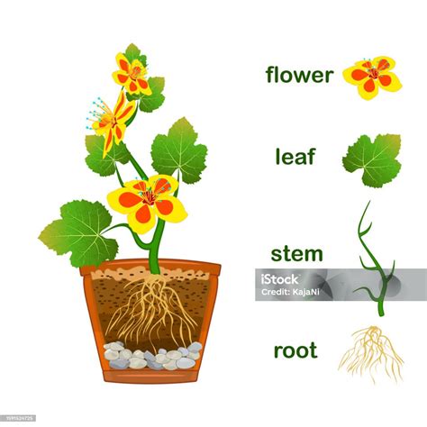 Parts Of Plant Scheme With Titles Of Plant Part With Leaves Flowers ...