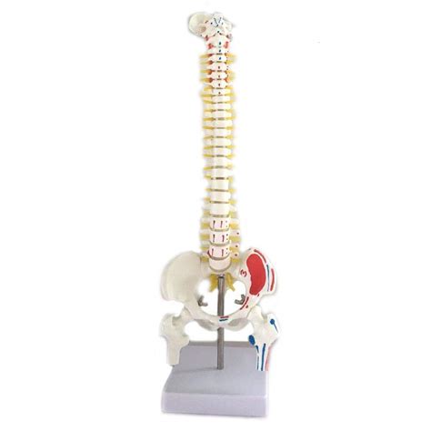 Buy JOAN DOMINGUEZ Human Spine Model 45cm Orthopedic Spine Model ...