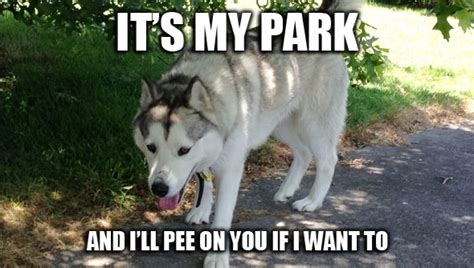 Stop Dogs Urinating Inside 的图像结果