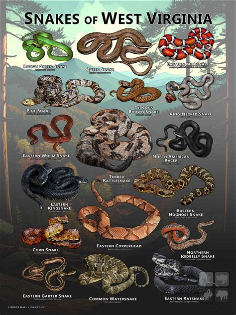 Snakes of West Virginia Poster Print