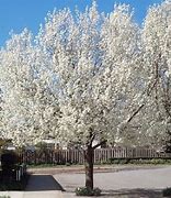 Image result for Cleveland Pear Tree Size