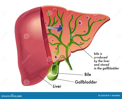 Bilis ilustración del vector. Ilustración de bilis, intestino - 22267870
