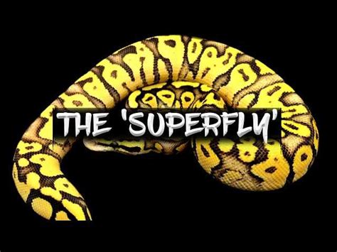 Image result for Super Zebra Ball Python