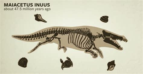 Fossil Dating Methods 的图像结果