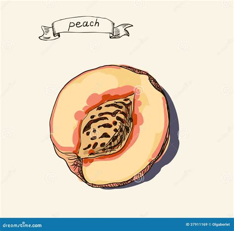 Peach illustration stock illustration. Illustration of delicious - 37911169