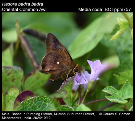 Hasora badra badra | Butterfly