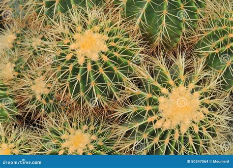 Close-up cactus stock photo. Image of conserve, environments - 50347564