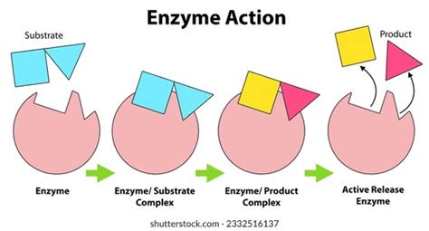 Image result for Enzyme Activity Lab Report Example