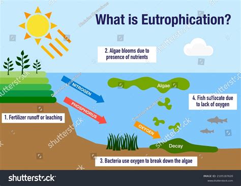 1.466 imagens de Eutrophication Imagens, fotos stock e vetores | Shutterstock