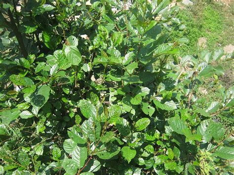 Buy Alnus Nepalensis Seeds, Nepalese Alder Online in India - Etsy
