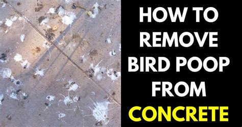 Image result for Bird Poop Removal