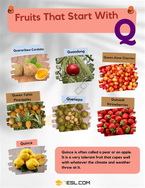 Fruits that Start with Q in English • 7ESL