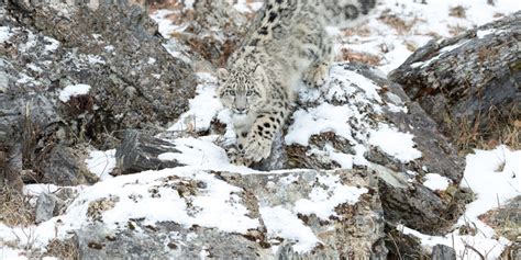 Habitat Loss For Snow Leopards at Samuel Truelove blog
