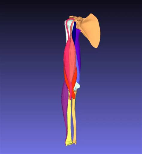 Human arm muscles 3D Printing Model - Threeding