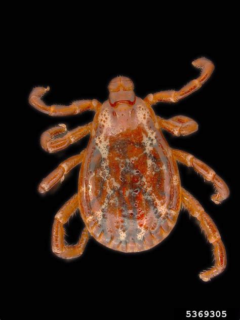 American dog tick (Dermacentor variabilis (Say))