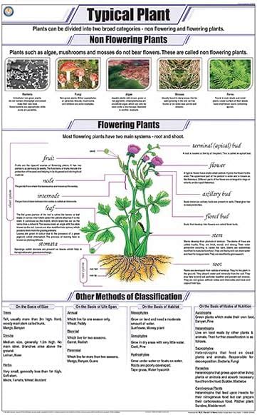 Stb02 Teachingnest Typical Plant Cell Chart 58x90cm English Botany ...