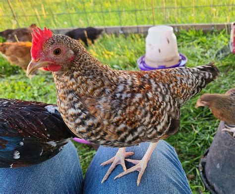 Bantam Chickens And Quail at Jeramy Phillip blog