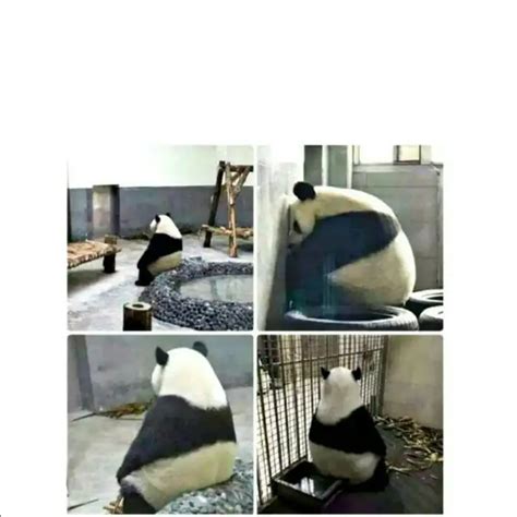 | Quotes & Writings by YQ Memes | YourQuote