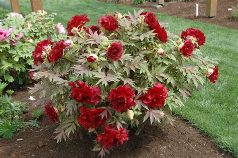 Adelman Peony Gardens - Premium Peony Roots | Salem, Oregon