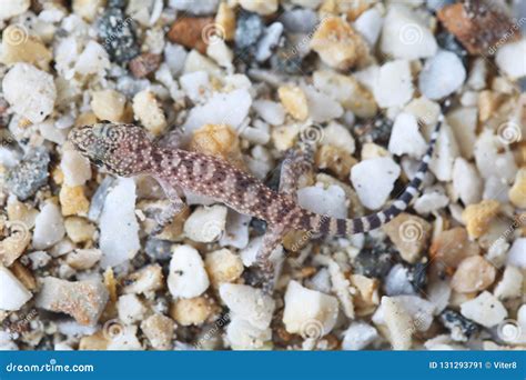Mediterranean House Gecko Hemidactylus Turcicus Stock Image - Image of ...