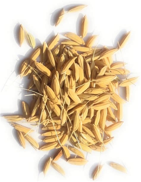 Dubraj Rice Paddy Seed 5kg | Desertcart INDIA