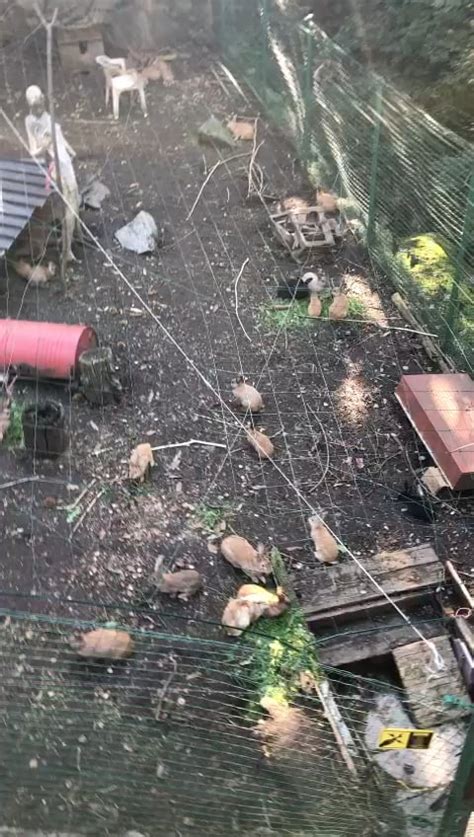 DIY Rabbit Colony 的图像结果