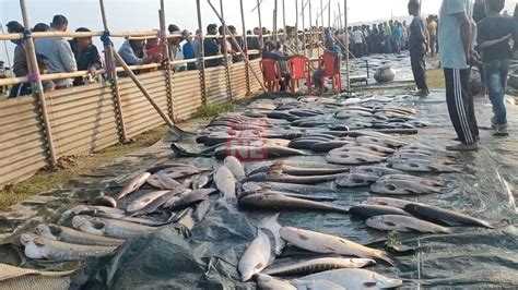 Assam: Uruka preparations in full swing at Bongaigaon's Tamranga fish ...