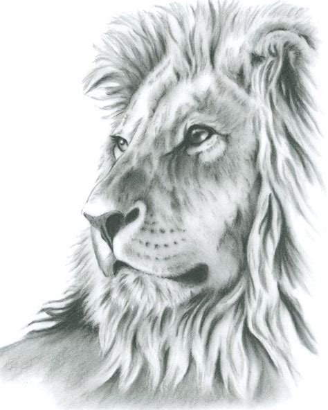 Lion Drawing Tutorial 的图像结果