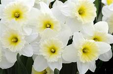 nomi fiori giapponesi welcome daffodils my chicago botanic garden nomi fiori giapponesi welcome daffodils my chicago botanic garden