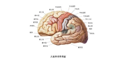 人体大脑详细解剖学-人体解剖图,_医学图库