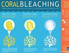 Image result for bleaching 白化