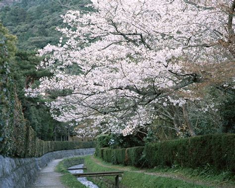 Beautiful Spring Forest 的图像结果