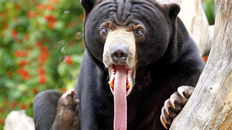 Majestic Sun Bear in Stunning HD Wallpaper