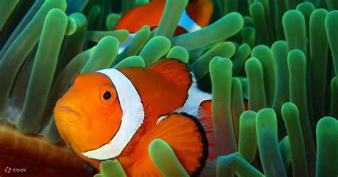 Kenting Marine World Diving Experience - Introductory Diving and Open ...